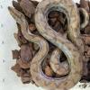 Columbian Rainbow Boa - het Albino (CB19) FEMALE - Litter 3