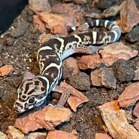 Central American Banded Gecko