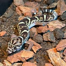 Central American Banded Gecko (Coleonyx mitratus)