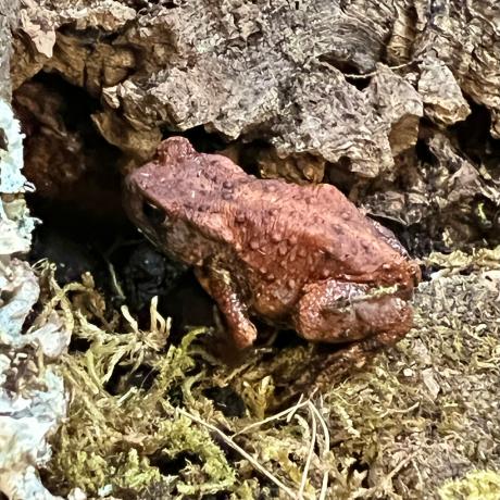 Japanese Toad