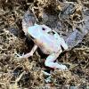 Green & Black Poison Dart Frogs - Albino (CB) 3cm