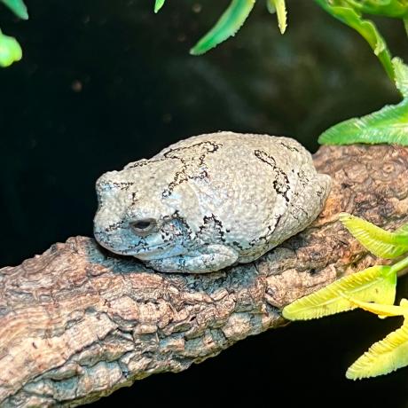 Grey Tree Frog