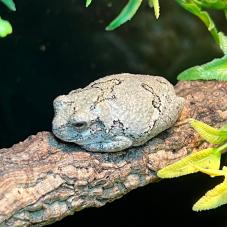 Grey Tree Frog (Hyla versicolor)