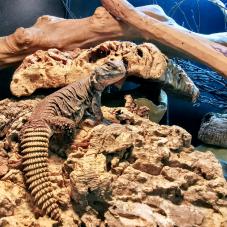 Mali Uromastyx (Uromastyx dispar maliensis)