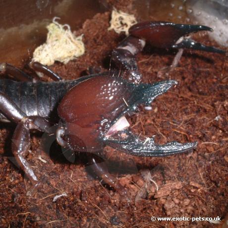 Tanzanian Red Clawed Scorpion