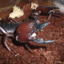 Tanzanian Red Clawed Scorpion (Pandinus cavimanus)