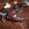Tanzanian Red Clawed Scorpion Claw photo