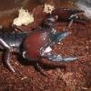 Tanzanian Red Clawed Scorpion Claw photo