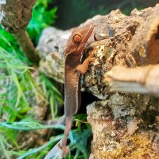 Palm Gecko (Gekko vittatus)