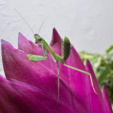 Zebra Praying Mantis (Omomantis zebrata)