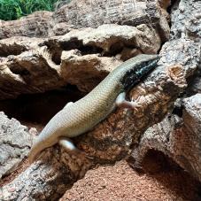 Five Lined Skink (Mabuya quinquetaeniata)