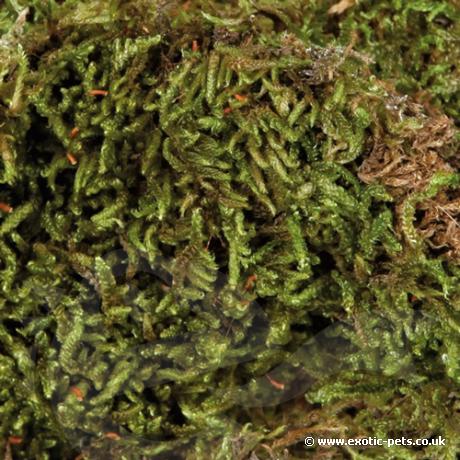 Trixie Terrarium Moss