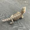 Bearded Dragon - Citrus Red (CB21) Large Juvenile MALE No.2.1 - BAD NIPPED TAIL