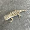 Bearded Dragon - Citrus Red (CB21) Juvenile MALE No.2.2 - BAD NIPPED TAIL