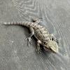 Bearded Dragon - Citrus Red (CB21) Large Juvenile MALE No.8.3 BAD NIPPED TAIL