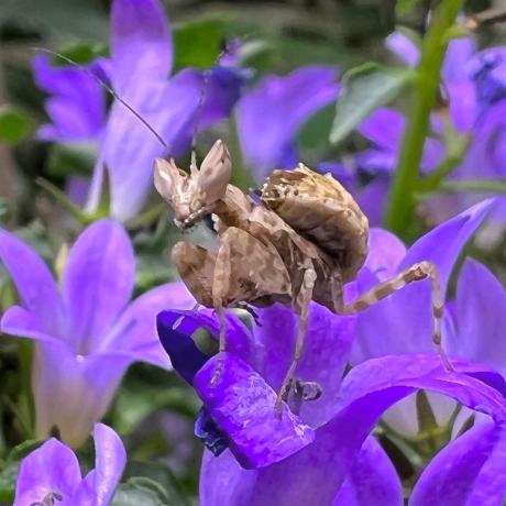 Malaysian Flower Praying Mantis