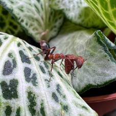 Mexican Ant Praying Mantis (Acontista mexicana)
