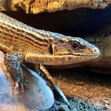 Great Plated lizard (Gerrhosaurus major)