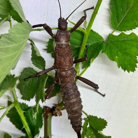 Giant Spiny Stick Insect - Eurycantha calcarata