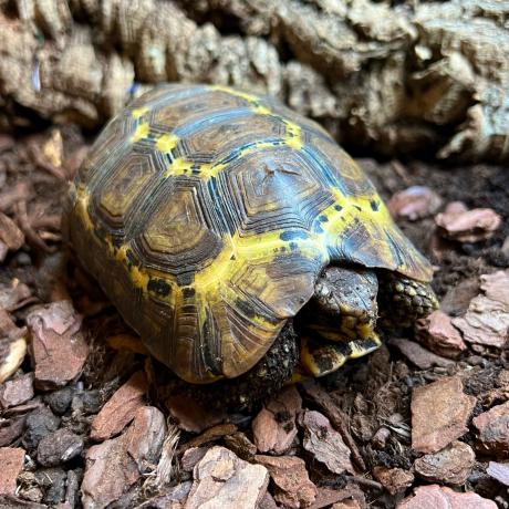 Bells Hinged Back Tortoise