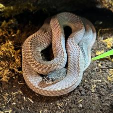 Cape File Snake (Mehelya capensis)