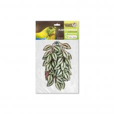 Giganterra Tradescantia Plant (Hanging plants)