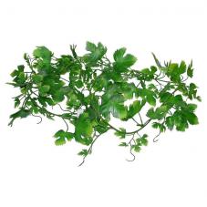 Lucky Reptile Grape Leaf Vine (Hanging plant)