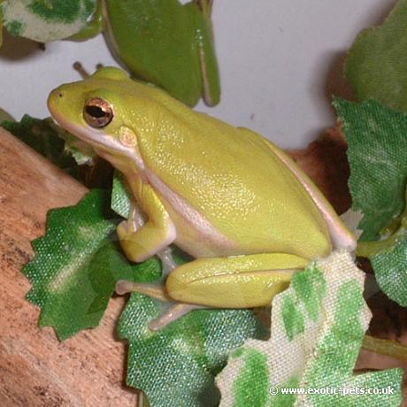 American Green Tree Frog