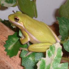 American Green Tree Frog (Hyla cinerea)