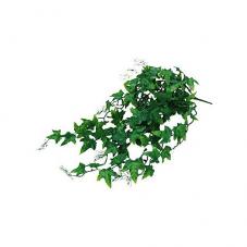Lucky Reptile Ivy Bush (Ground plant)