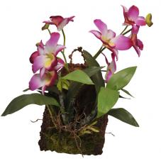 Lucky Reptile Hanging Orchid (Hanging plant)