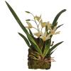 Lucky Reptile Hanging Orchid - White (30.8x16.2x7.4cm)