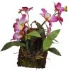 Lucky Reptile Hanging Orchid - Purple (30.8x16.2x7.4cm)