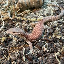 Ackie or Ridge Tailed Monitor