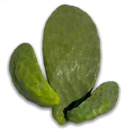 Prickly Pear Cactus Pads