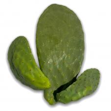 Prickly Pear Cactus Pads (Opuntia sp.)