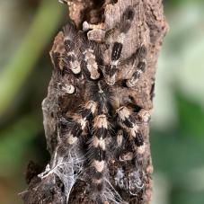 Tiger Ornamental (Poecilotheria tigrinawesseli)