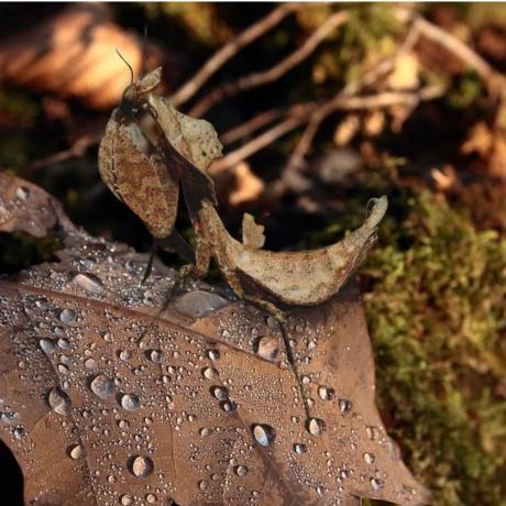 Madagascan Dead Leaf Mantis