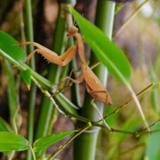 Chinese Shield Mantis (Rhombodera latipronotum)