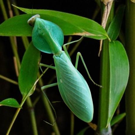 Timor Shield Mantis