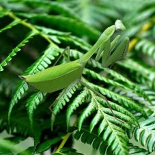 Giant Amazonian Leaf Mantis (Macromantis hyalina)