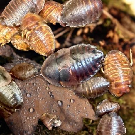 Cuban Burrowing Cockroach