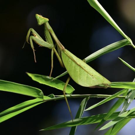 Peruvian Leaf Mantis