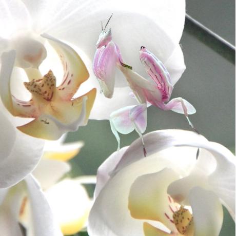 Orchid Mantis