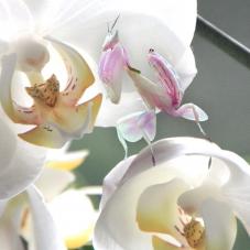 Orchid Mantis (Hymenopus coronatus)