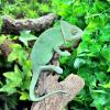 Yemen Chameleon - Normal (CB22) FEMALE Adult
