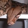 Common Boa Constrictor taking it easy photo