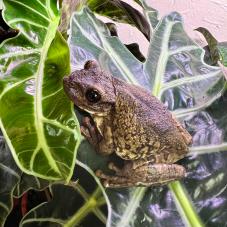 Black Spotted Casque Headed Treefrog (Trachycephalus nigromaculatu)