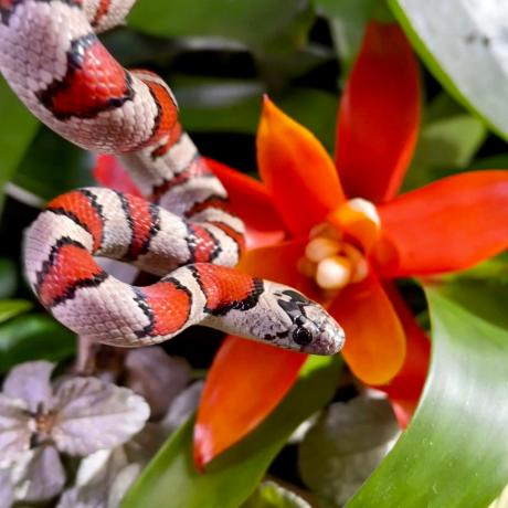 Durango Kingsnake