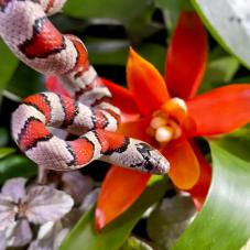 King and Milk Snakes